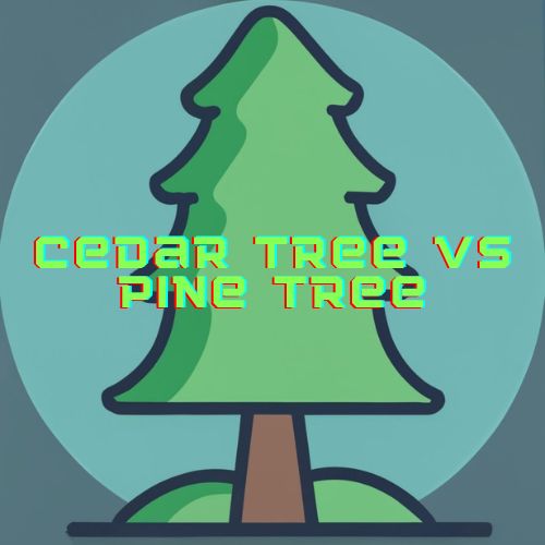 Cedar Tree vs Pine Tree