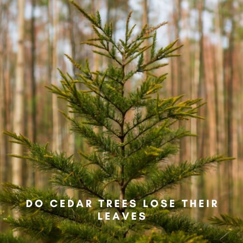 Do Cedar Trees Lose Their Leaves