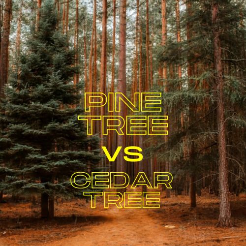 Pine Tree vs Cedar Tree