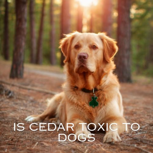 Is Cedar Toxic to Dogs