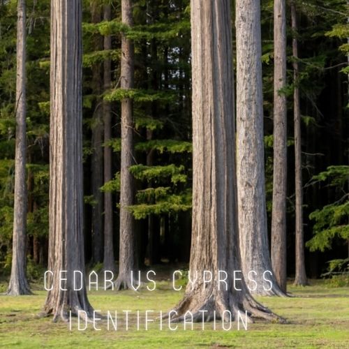 Cedar vs Cypress Identification