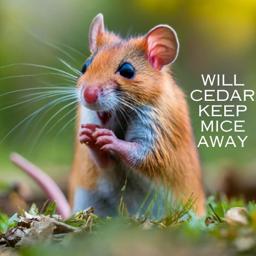 Will Cedar Keep Mice Away