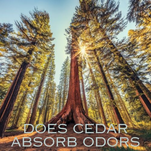 Does Cedar Absorb Odors