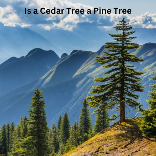 Is a Cedar Tree a Pine Tree