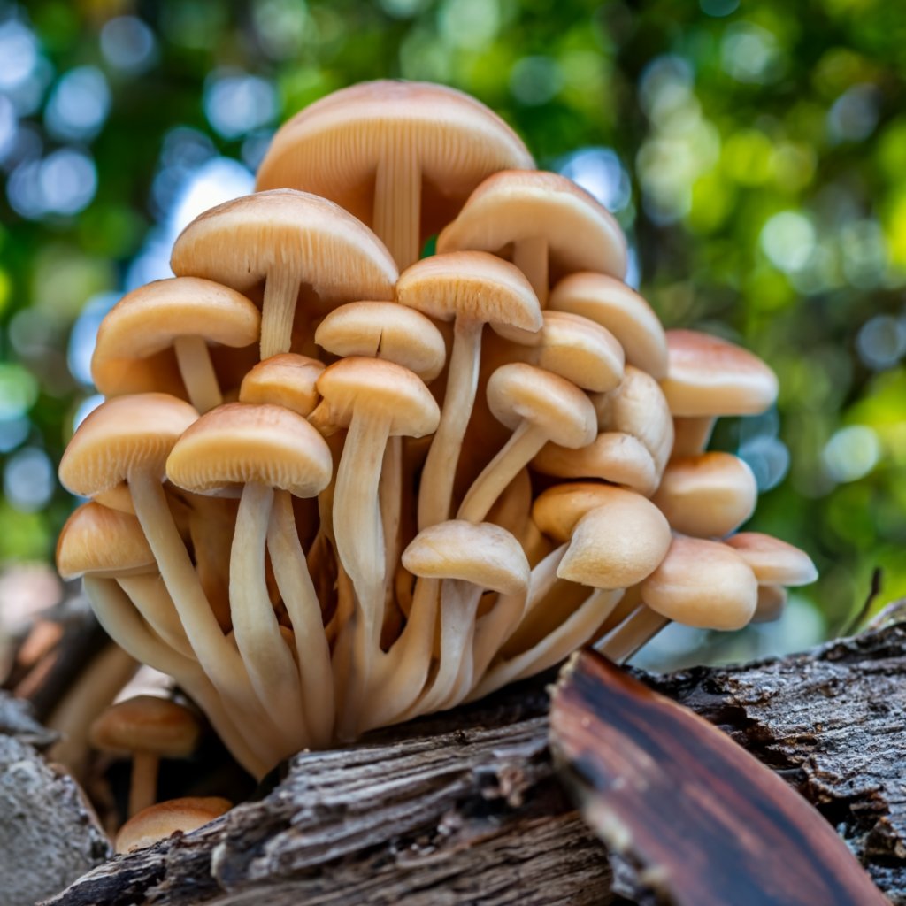 Wood Ear Mushroom Near Me